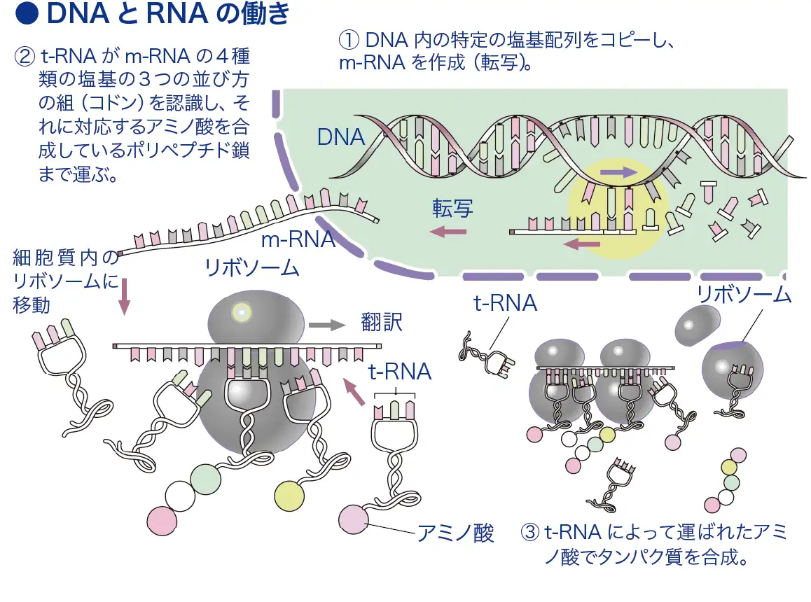 アールエヌエー（RNA）[リボ核酸]│看護師ライフをもっとステキに ナースプラス