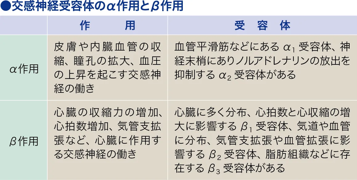 α-受容体│看護師ライフをもっとステキに ナースプラス