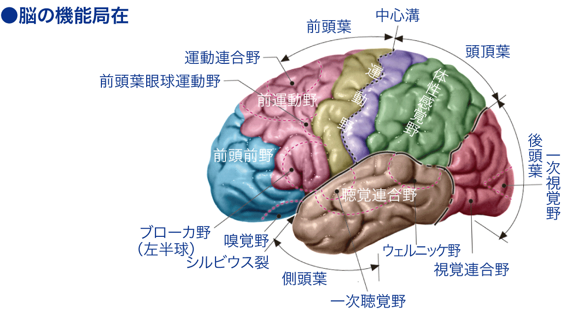 運動性言語野[ブローカ野]│看護師ライフをもっとステキに ナースプラス