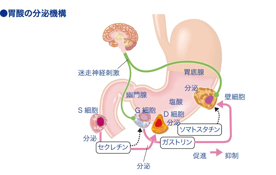 ガストリン│看護師ライフをもっとステキに ナースプラス