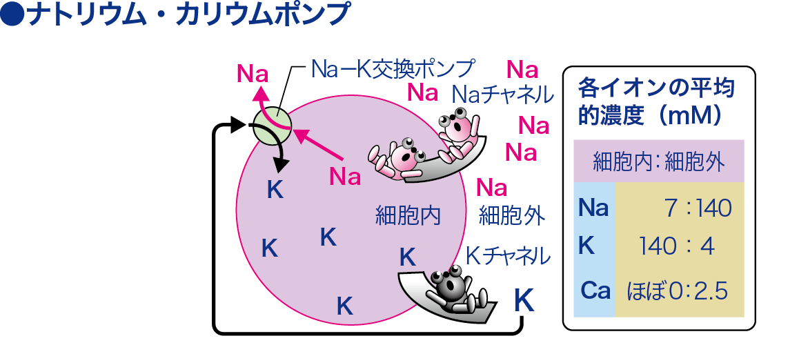 カリウムチャネル│看護師ライフをもっとステキに ナースプラス