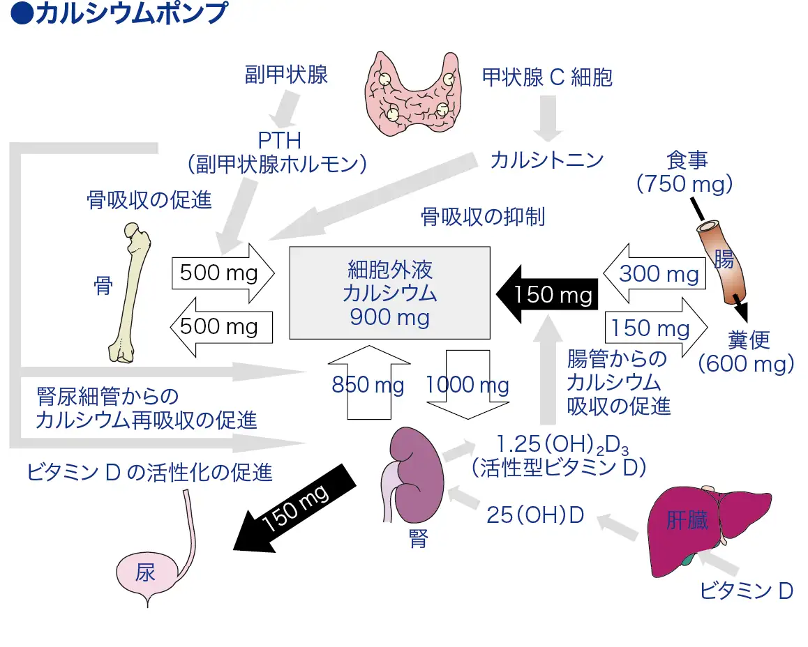 カルシウムポンプ│看護師ライフをもっとステキに ナースプラス