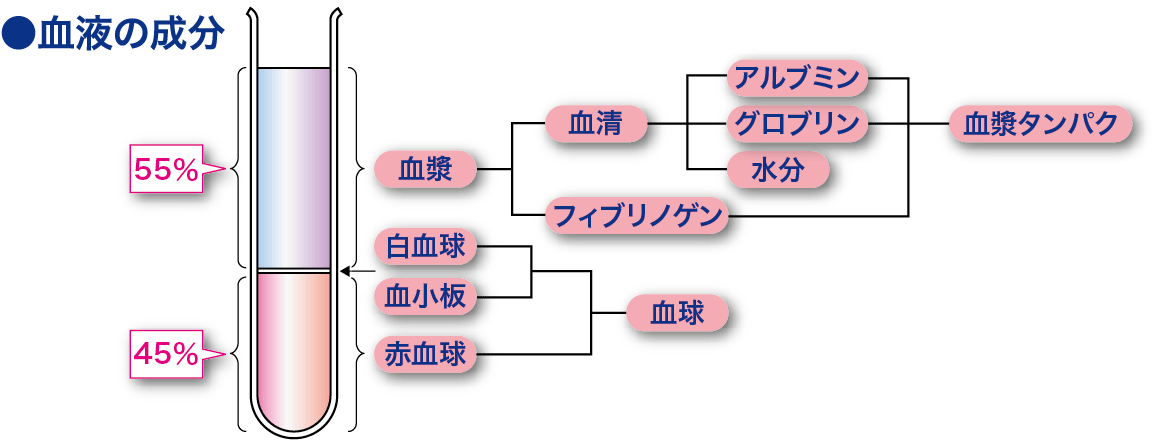 血漿│看護師ライフをもっとステキに ナースプラス