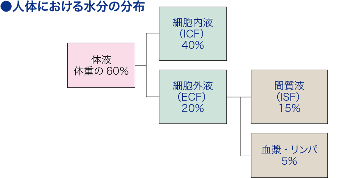 細胞外液│看護師ライフをもっとステキに ナースプラス