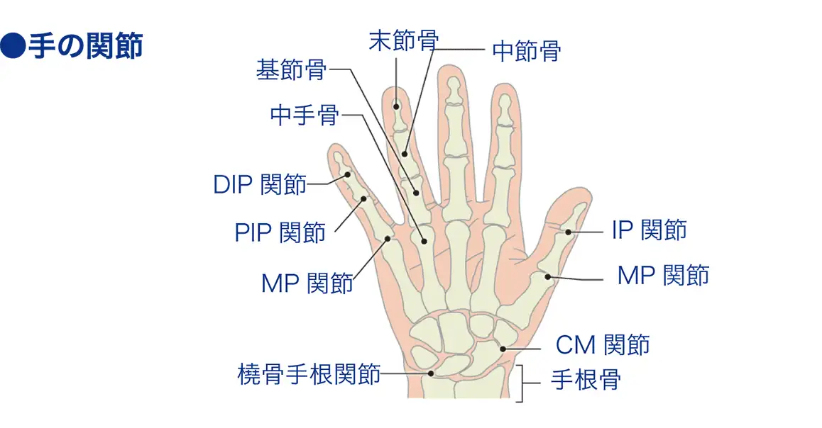ディーアイピー（DIP）[遠位指節間関節]│看護師ライフをもっとステキ