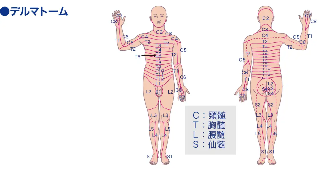 デルマトーム│看護師ライフをもっとステキに ナースプラス