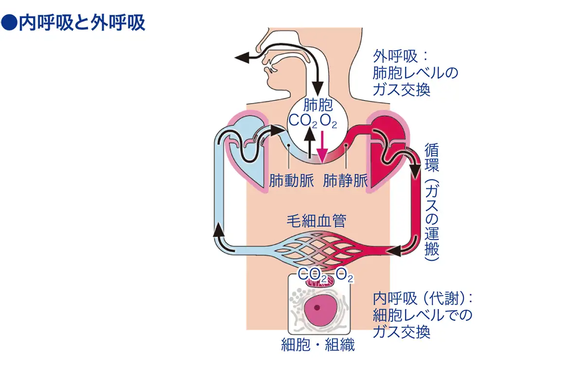 内呼吸 看護師ライフをもっとステキに ナースプラス