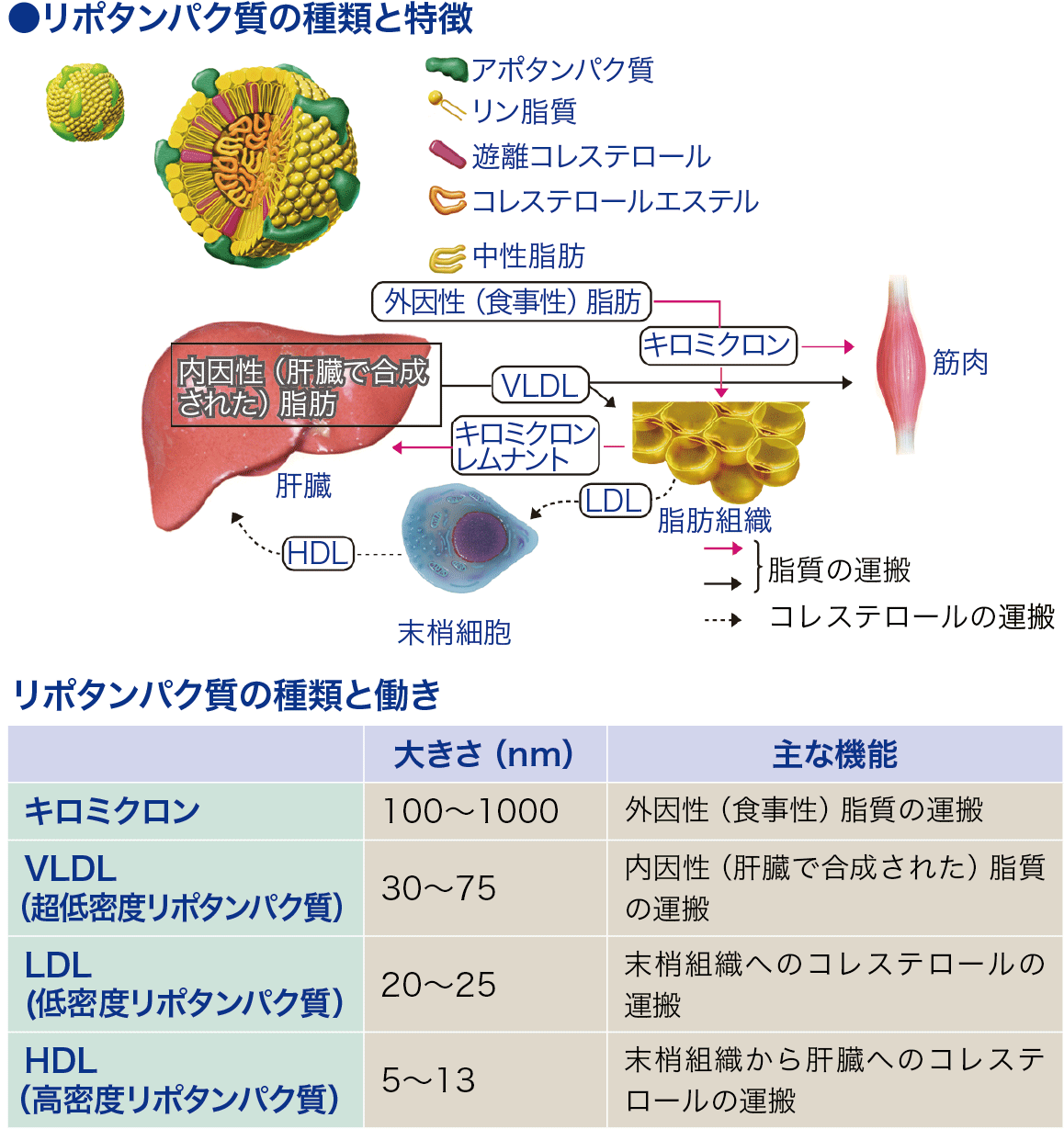 リポタンパク│看護師ライフをもっとステキに ナースプラス